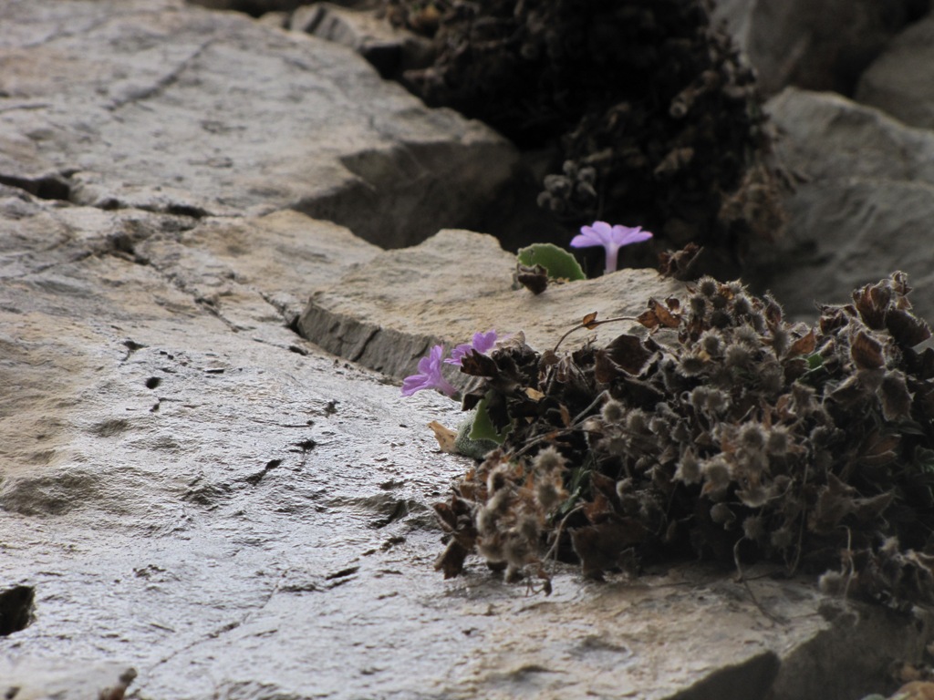 Primula albenensis / Primula del M. Alben